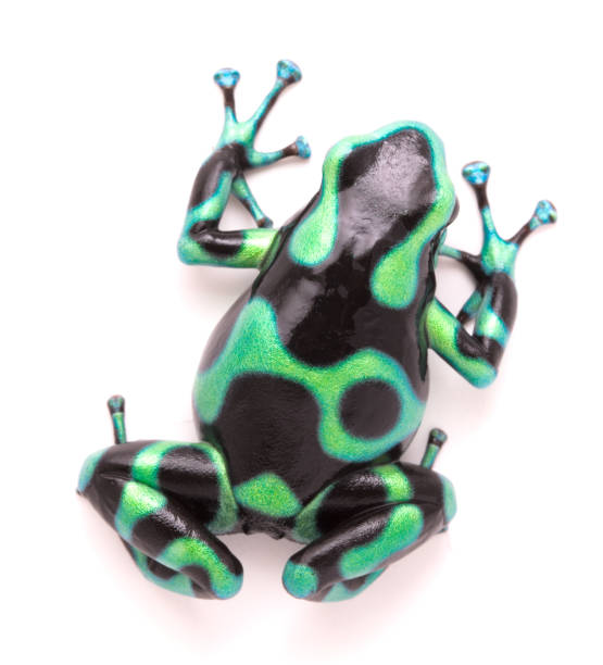 istock poison dart frog, Dendrobates auratus 1139948375