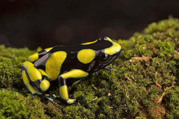 istock Tropical poison dart frog from the Amazon rain forest in Colombia 1139948385