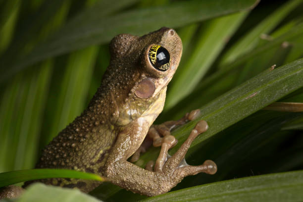 istock Tropical tree frog crawling in the high grass. 1139948396