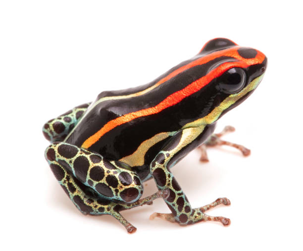 istock poison dart frog, Ranitomeya uakarii 1139948411