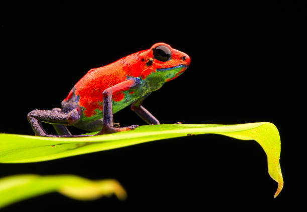 rana de dardo rojo venenoso de fresa Costa Rica y Nicaragua - foto de stock