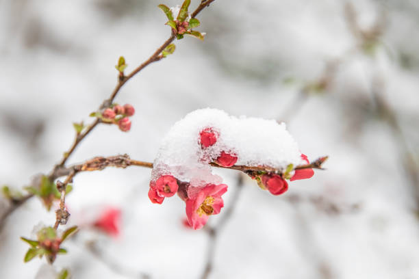 Snow crystals on  blossom branch. Snow on the trees in spring colors.