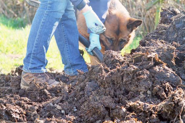 istock low view of woman digging garden 1139950087