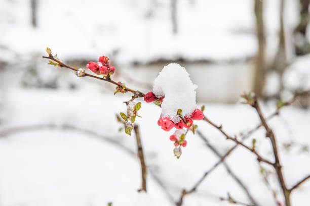 istock Snow crystals on  blossom branch. Snow on the trees in spring colors. 1139950113