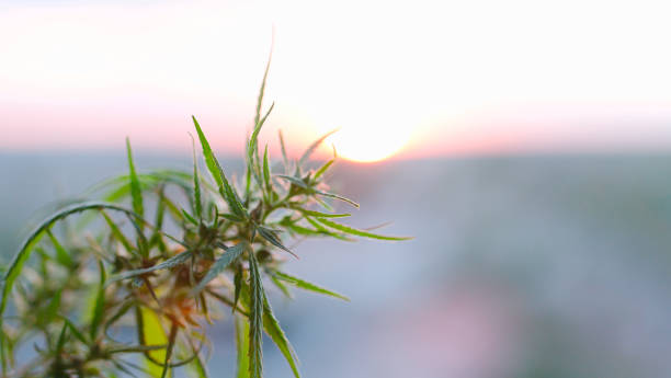 campo de marihuana durante el atardecer. medicina antiespasmóbica medicinal. plantación industrial de cáñamo en la luz solar - antispasmodic drug fotografías e imágenes de stock