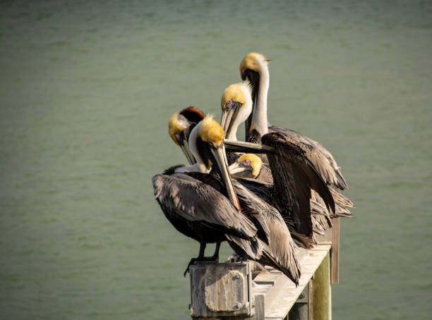 istock A group of six Pelicans sleeping and preening together 1139951935