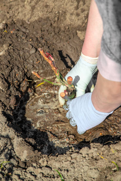 istock gardener plants roses in the spring garden. Selective focus. 1139952786