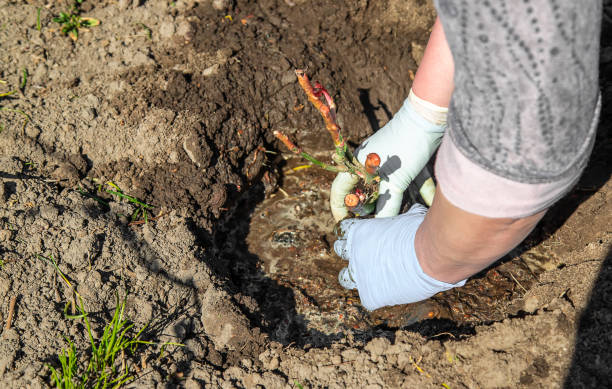istock gardener plants roses in the spring garden. Selective focus. 1139952922