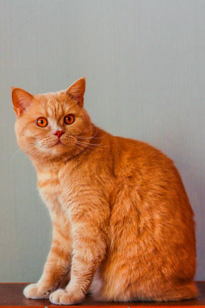 istock cat lies on a suitcase (British breed) funny pet 1139955718