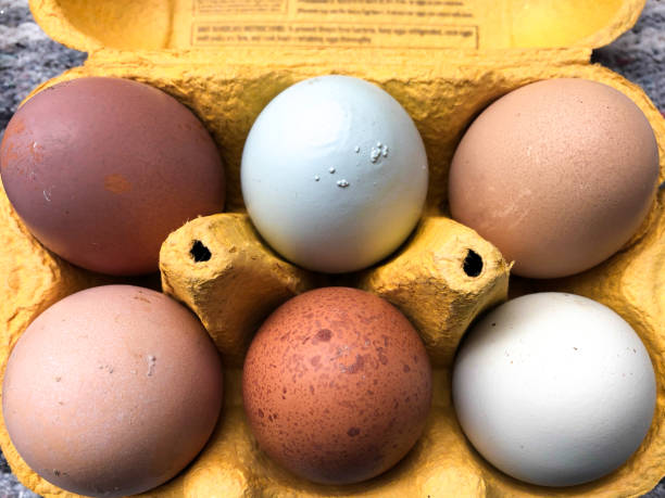 istock Six Organic (Blue, Brown, White) Eggs in Cardboard Carton (Close-Up) 1139957509