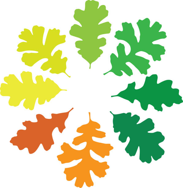 ilustrações de stock, clip art, desenhos animados e ícones de oak leaf circle - oak leaf leaf oak tree spring