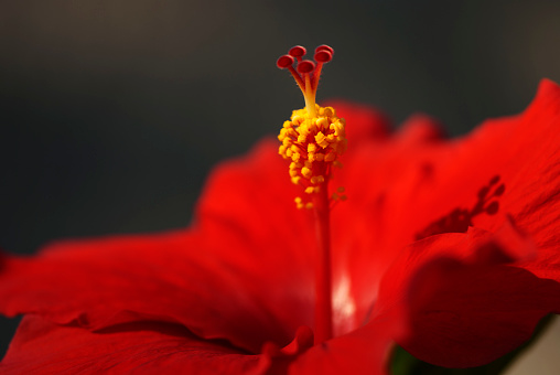Red hibiscus blooming.