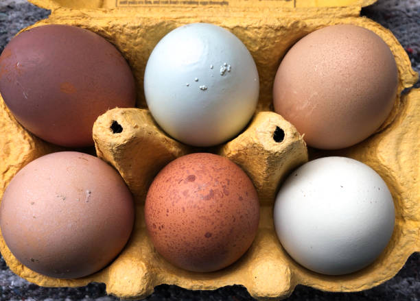 Six Organic (Blue, Brown, White) Eggs in Cardboard Carton (Close-Up)