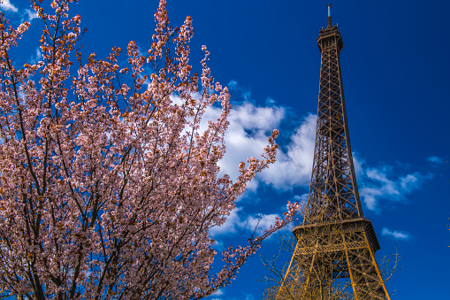 Blooming magnolia trees with iconic Eiffel Tower.