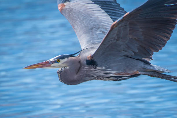 istock Flying Great Blue Heron nest building 1139958148