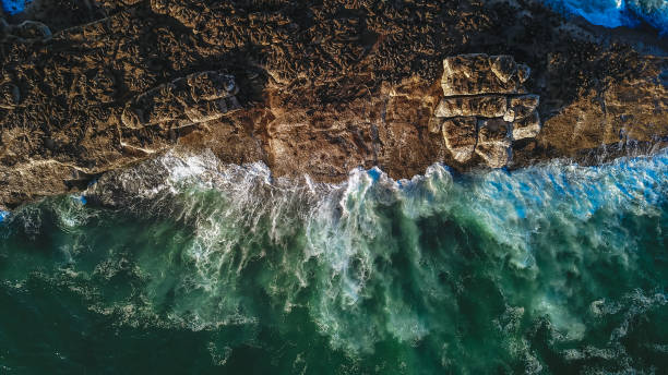 istock Island with many sea lions 1139958984