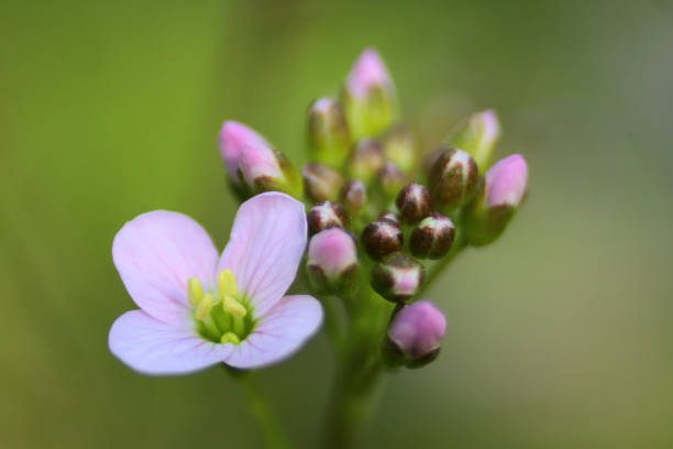 Meadow cardamine in bloom.