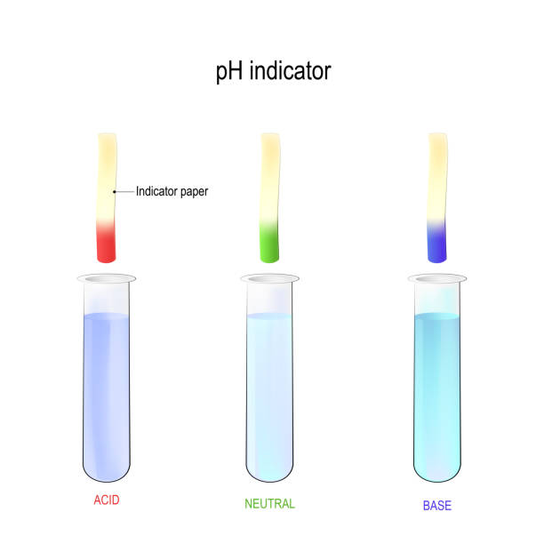 ilustrações, clipart, desenhos animados e ícones de indicador de ph. determinação do líquido da acidez usando o papel do tornassol. três tubos de ensaio com um líquido. - litmus test