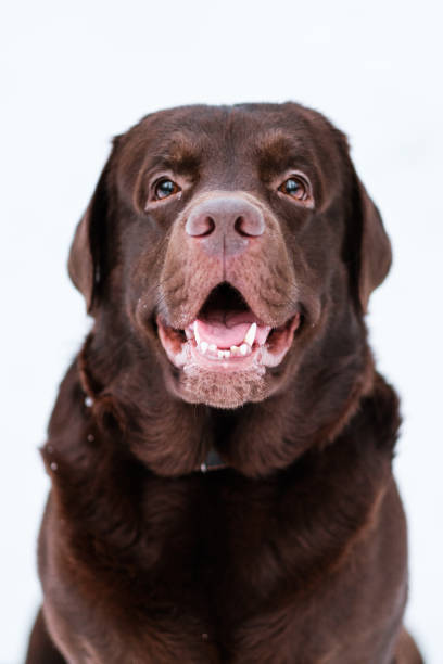 close-up de um retriever de labrador marrom em um fundo branco do inverno e da neve. - dog head shot - fotografias e filmes do acervo