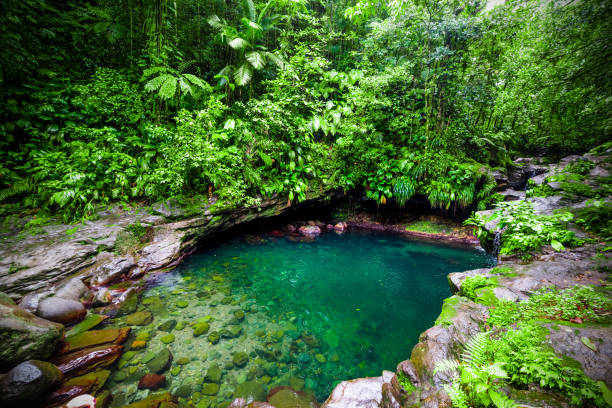 lagoa de bassin paradise em guadalupe - tropical rainforest tropical climate waterfall landscape - fotografias e filmes do acervo