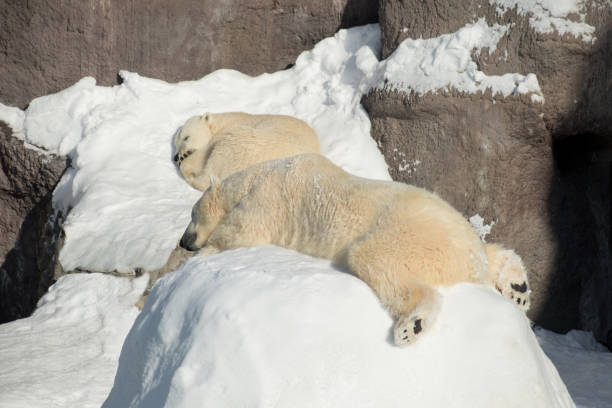 istock Two polar bear cub is sleeping on the white snow. Ursus maritimus or Thalarctos Maritimus. 1139963996