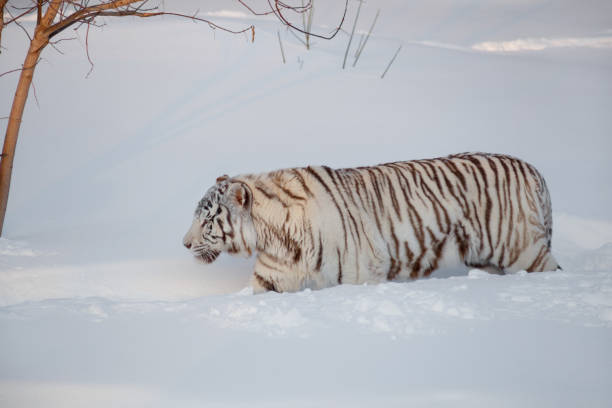 istock Wild white bengal tiger is walking on a white snow. 1139964224