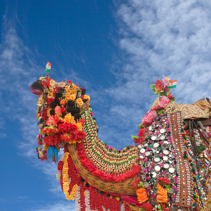 Hermoso Camel decorado en Bikaner camello fesrival en Rajasthan, India photo