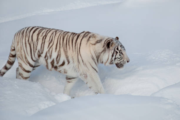 istock Wild white bengal tiger is walking on a white snow in the park. 1139964249