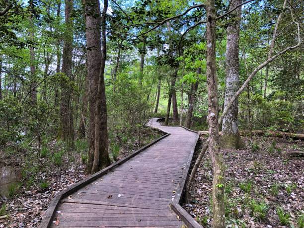 istock Wooden walkway in forest 1139964828