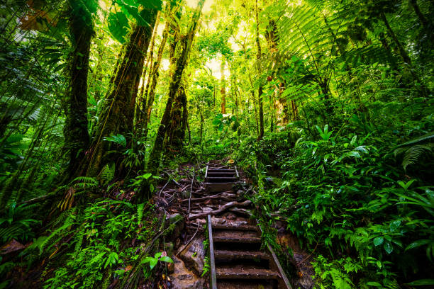 istock Staircase in Guadeloupe jungle 1139964957