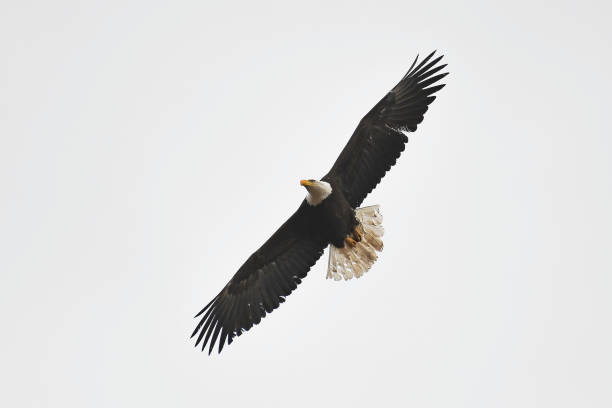 águilas calvas volando para la restauración del nido - eagles fotografías e imágenes de stock