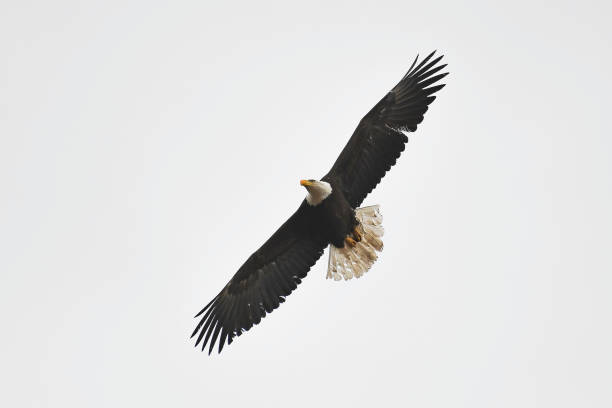 A blue sky and clouds with a soaring, silhouetted Eagle. The Clouds and sky have a sun flare effect.