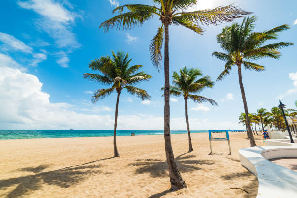 istock Palm trees on the sand in Fort Lauderdale beach 1139966545