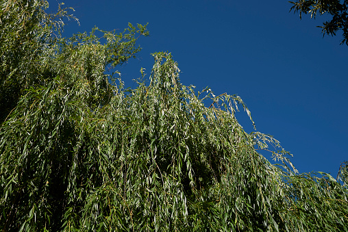 Salix babylonica foliage