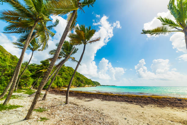 istock Coconut palm trees in Pointe de la Saline beach in Guadeloupe 1139966727