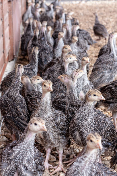 istock Turkey chicks huddled together outsiude of a barn 1139966831