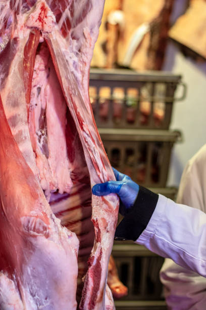 istock Hand in blue glove holding into a hung butchered beef carcass 1139966894