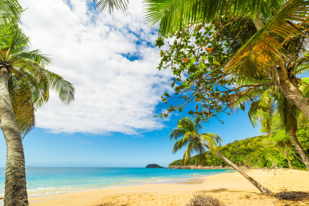istock Palm trees on the sand in La Perle beach 1139967370