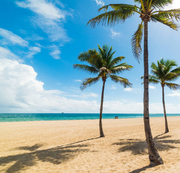 istock Palm trees on the sand in Fort Lauderdale beach 1139967392