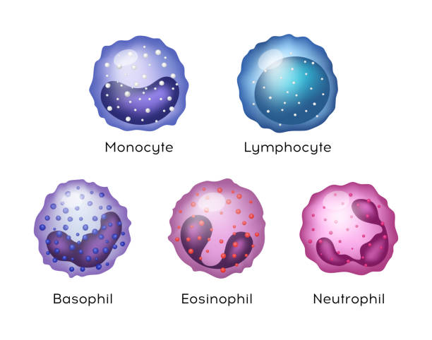 ilustraciones, imágenes clip art, dibujos animados e iconos de stock de ilustración de monocito, linfocito, eosinófilos, neutrófilos, basophil. células sanguíneas vectoriales. - human white blood cell