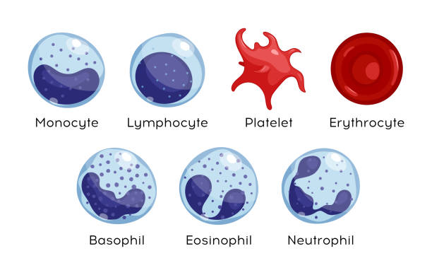 Vector set of Monocyte,   Lymphocyte, Eosinophil, Neutrophil, Basophil, Platelet, Erythrocytes. Types of blood cells. Vector set of Monocyte,   Lymphocyte, Eosinophil, Neutrophil, Basophil, Platelet, Erythrocytes. Types of blood cells. white blood cell stock illustrations