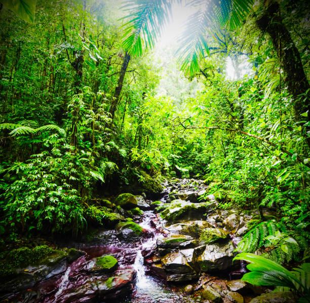 istock Small stream in Guadeloupe jungle 1139968482