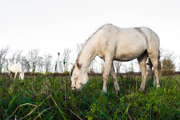 istock Dirty wild white horse eating grass. 1139968957