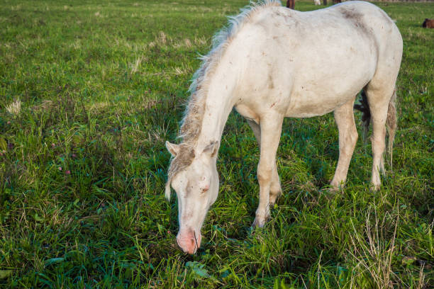 istock Dirty wild white horse eating grass. 1139968972