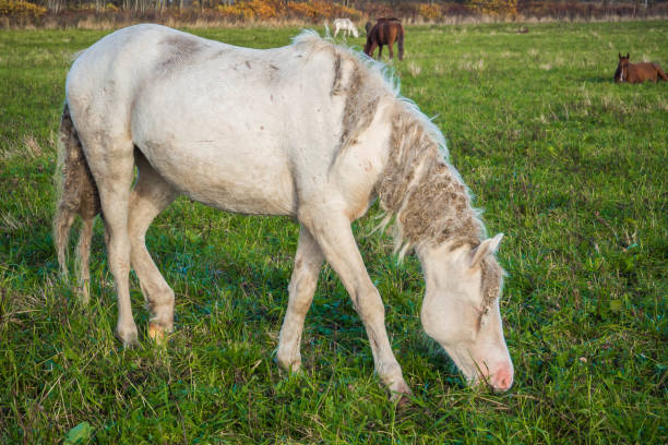 istock Dirty wild white horse eating grass. 1139969182