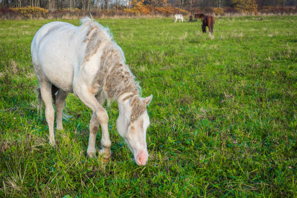 istock Dirty wild white horse eating grass. 1139969205