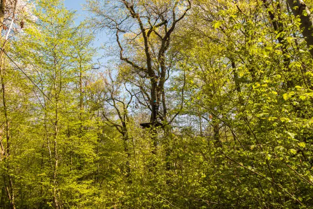 Photo of Climbing course in the forest with person in action