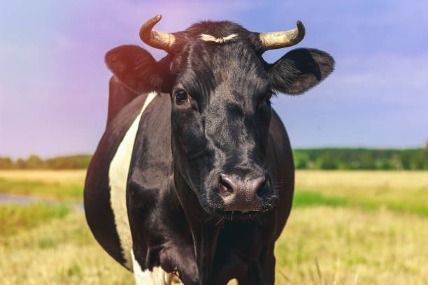 istock Cow face close up in nature in a field 1139971185