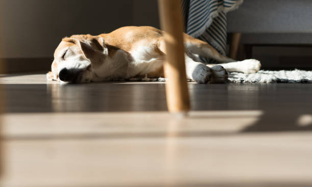 istock Lazy beagle dog sleeping on laminate floor and warming under summer sunrays. 1139972001