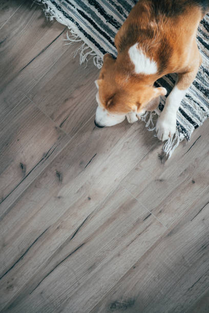 istock Beagle dog peacefully sleeping on striped mat on laminate floor. Pets in cozy home top view image. 1139972145